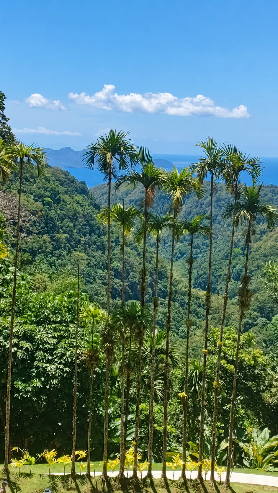 Sous les grands palmiers en Martinique