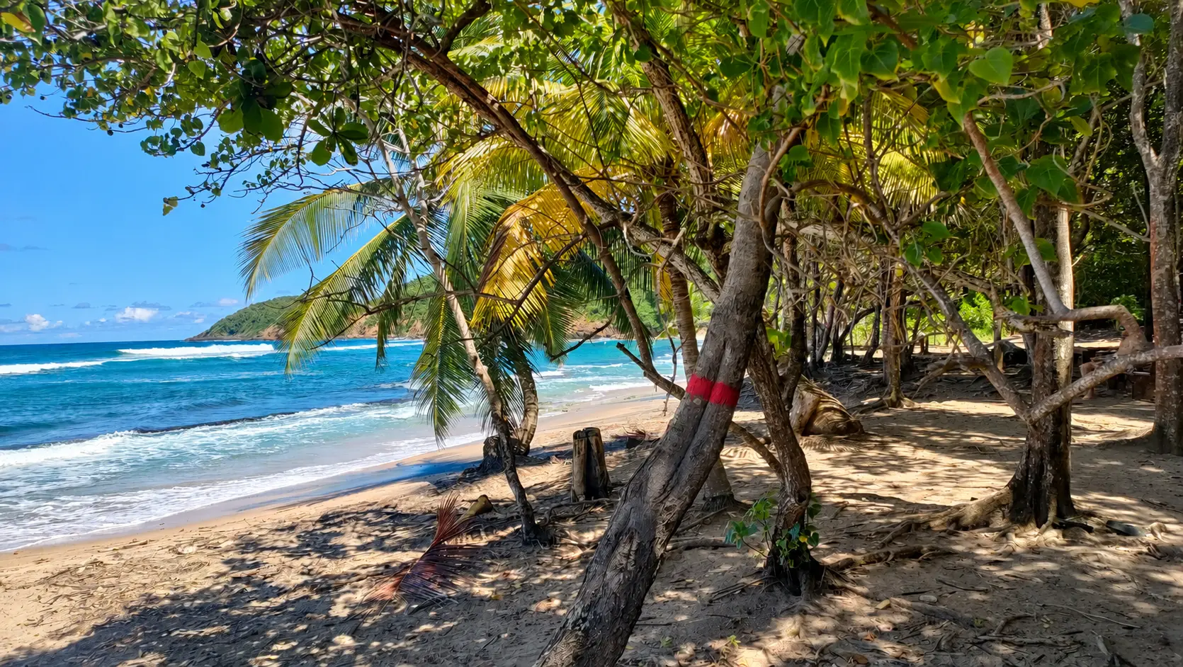 Plage bordée d’arbres et de cocotiers sur le littoral de La Trinité