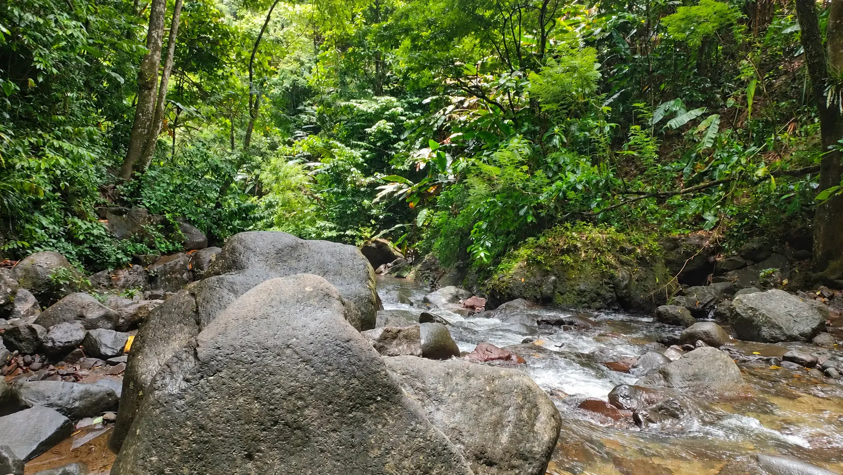 La rivière entre les rochers en Martinique